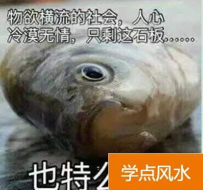 室内风水中在这个部位养魚，能给你财源滚滚