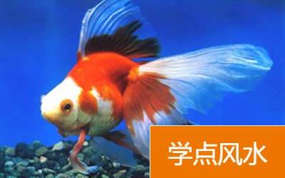 养魚用白鱼缸风水怎么样