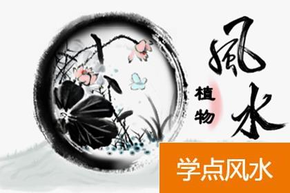 庭院绿化合适种什么树 什么风水学好