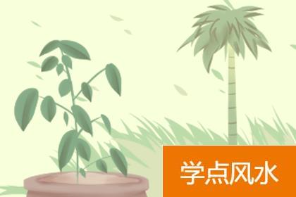 家中催财旺运养什么绿色植物