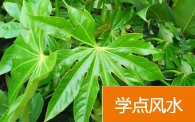 这种绿色植物不适合放到生活阳台损财又伤身体