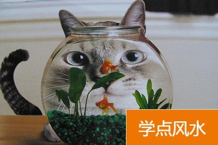 养魚的风水学注重