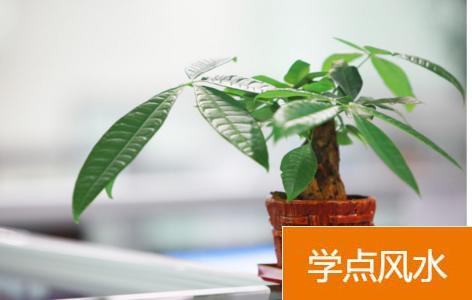 五种助运聚财的风水植物，家里有没有?