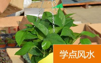 客厅摆放绿色植物风水知识如何正确放置绿色植物