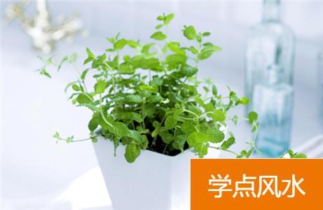 绿色植物如何放置房间风水好