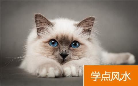 风水学剖析有小宝宝该养宠物還是猫？