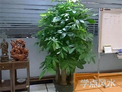 招财植物不宜摆放在家里什么地方