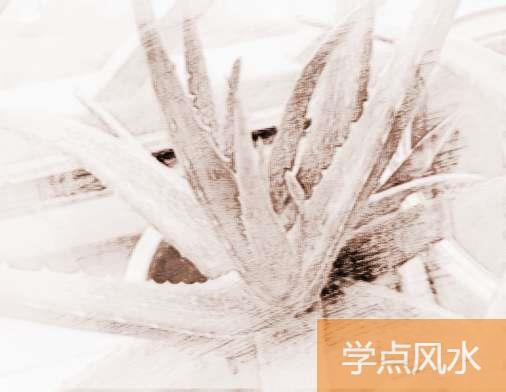 盆栽芦荟怎么浇水