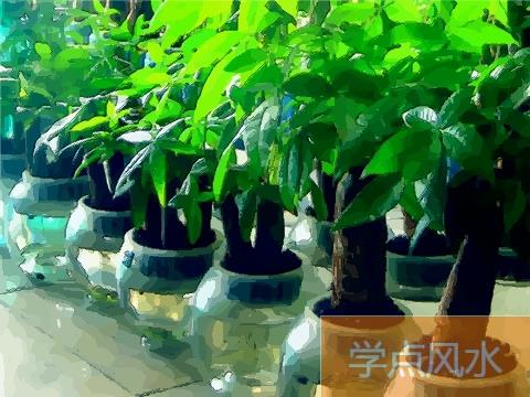 能招财还能挡煞的风水植物 最适合在家中种养