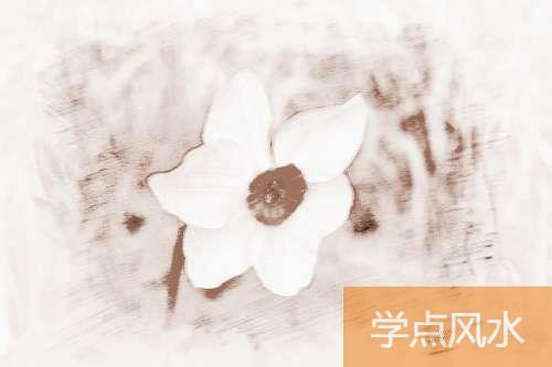 11月开什么花 十一月开什么花-水仙花的风水功效