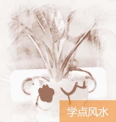 厨房放什么植物风水好