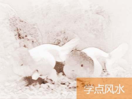 哪些是风水鱼 怎样养风水鱼