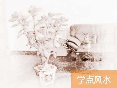 办公室内如何摆放风水植物？类型选择很重要