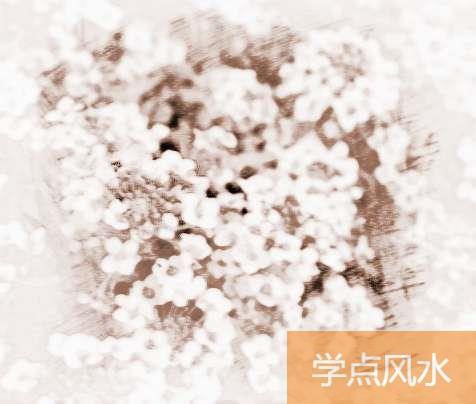 香雪球的功效与作用