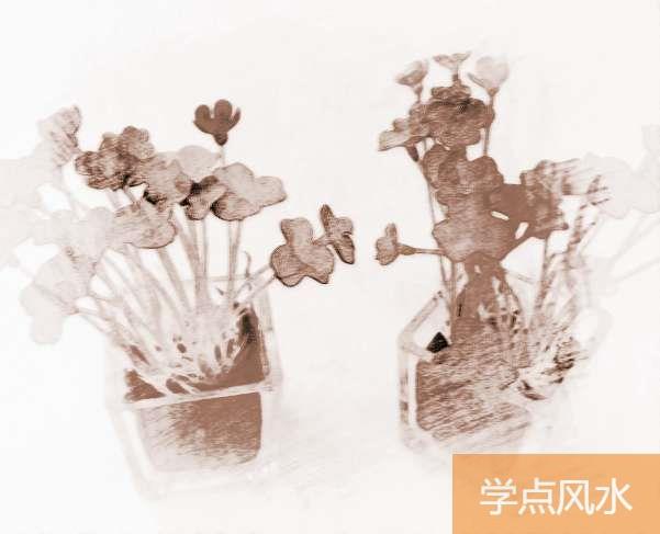 适合家里养植物风水