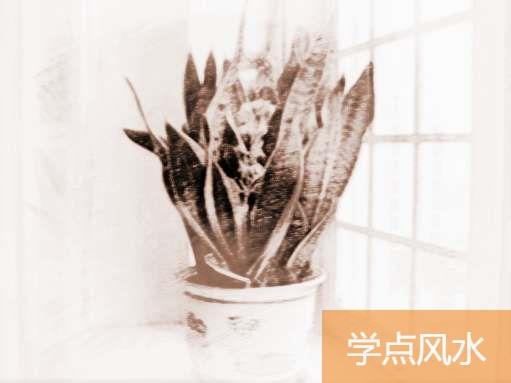 风水家里养什么植物好