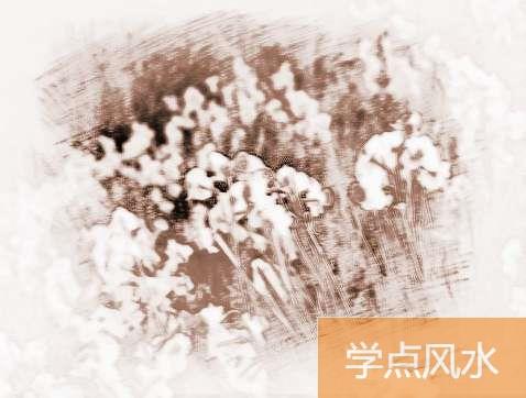 水仙花功效怎么样