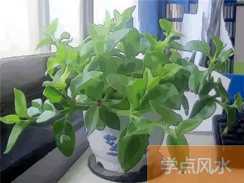 办公桌上适合摆放什么样的风水植物？分别有何作用？