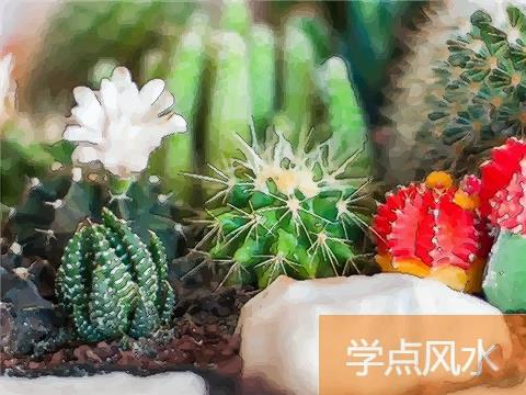 办公室摆放过多植物的风水后果都有那些