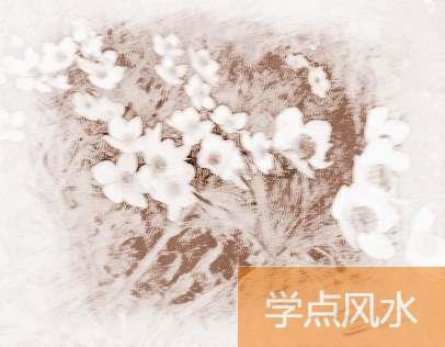 1月17日是什么生日花