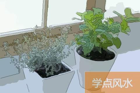 室内招财风水布局之八种植物招财又旺宅