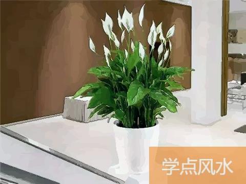 植物不可乱养 这几种植物会破坏住宅风水