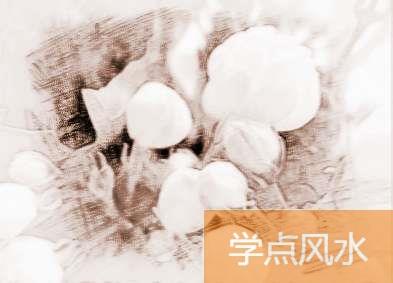 庭院中的茉莉花怎么养？茉莉花的养殖方法