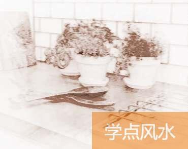 办公室养什么植物风水好