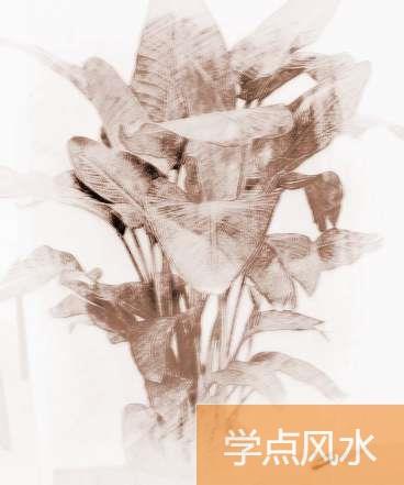 植物天堂鸟风水作用是什么