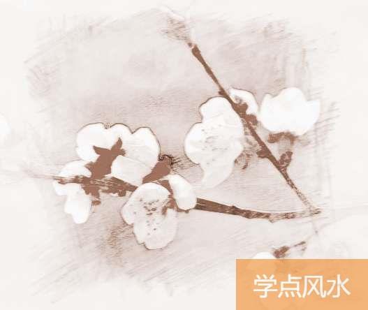 2月开什么花