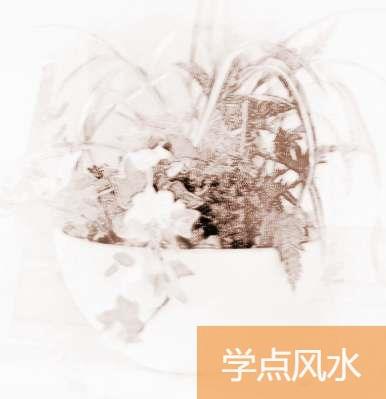 办公桌绿植摆放风水