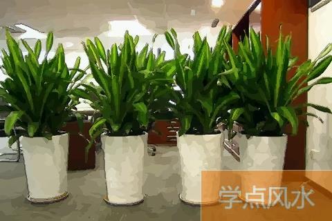 关于植物的风水：办公室摆放花卉禁忌