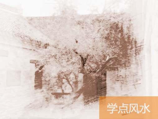 分析家里栽什么树风水好