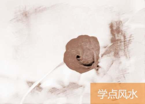 玫瑰花盆栽怎么种植与养护