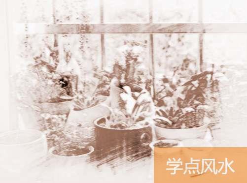 家里养什么植物好风水