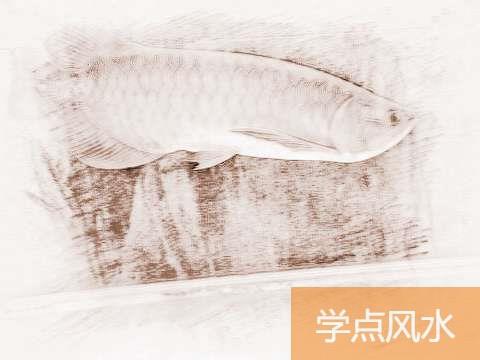 家居风水：常见的旺财旺运风水鱼介绍