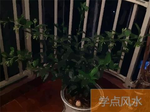 不同房间适合种养的绿植不同