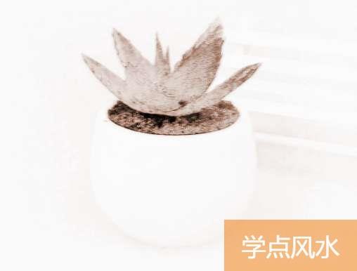 芦荟盆栽怎么养,养护要点有哪些？