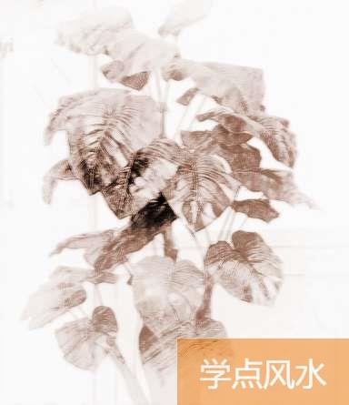 客厅植物摆放风水常识