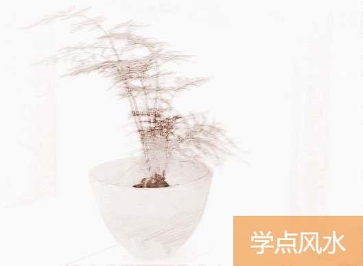 家养盆栽植物如何养护