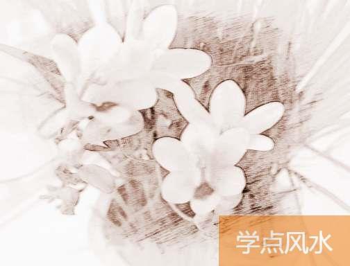 养殖香雪兰盆栽要注意什么事项