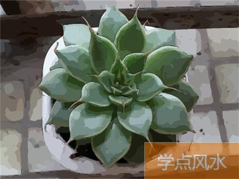 家里种养什么植物对住宅风水帮助最大