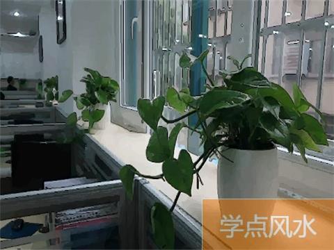 办公室内的绿色植物有哪些风水作用