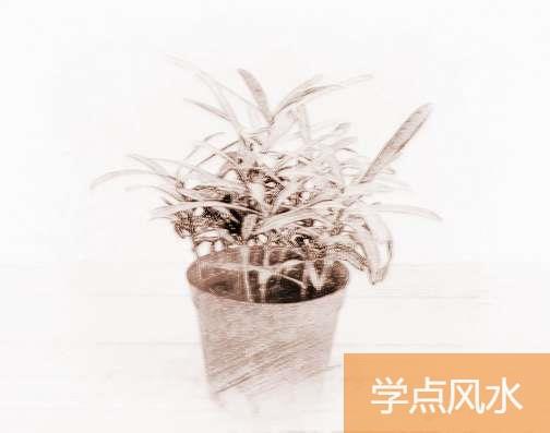 小盆栽种植方法有哪些