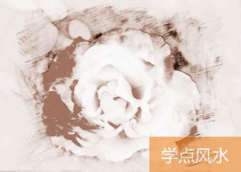 盆栽月季花怎么养