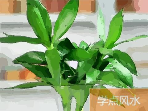 植物风水学:植物风水知识、禁忌、摆设、讲究风水等介绍