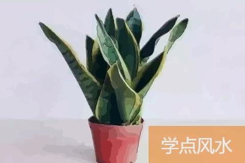 招财纳福的植物：植物风水之虎皮兰