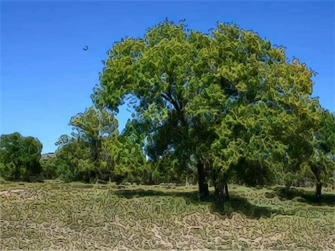 榆木风水讲究有哪些 家里种榆树好不好
