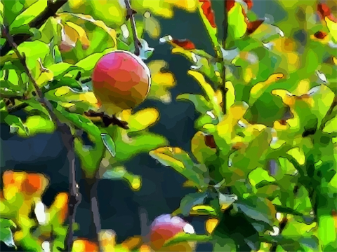 在院子里种石榴树风水好不好