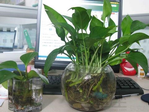 办公室桌子上绿色植物放置风水学